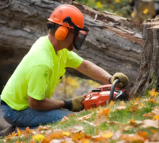 tree services Golden Beach